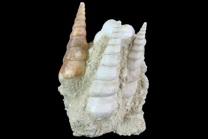 Fossil Gastropod (Haustator) Cluster - Damery, France #74520